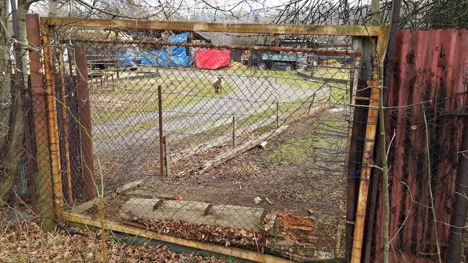 Některé objekty hlídají zuřiví psi, jiné roztomilé kočky. Tady pro změnu hlídá ovce. Některé objekty hlídají zuřiví psi, jiné roztomilé kočky. Tady pro změnu hlídá ovce.